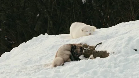 Winter animals00119546 Stock Footage 243012340