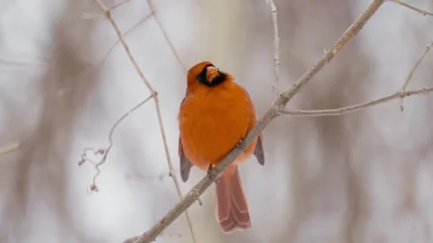 Winter animals00125898 Stock Footage 243012342