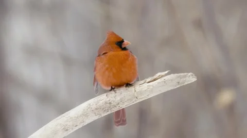 Winter animals00127360 Stock Footage 243012307