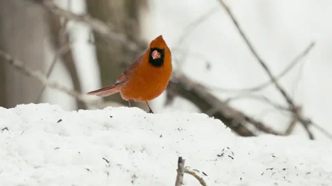 Winter animals00128374 Stock Footage 243012184
