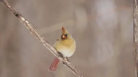 Winter animals00129014 Stock Footage 243012285