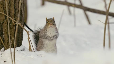 Winter animals00130520 Stock Footage 243012188