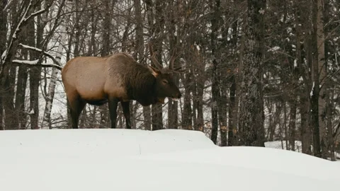 Winter animals00131294 Stock Footage 243012228