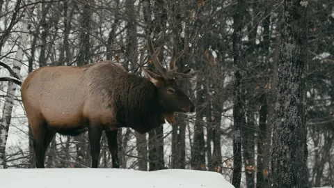 Winter animals00132234 Stock Footage 243012167