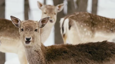 Winter animals00134820 Stock Footage 243012126