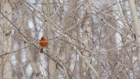 Winter animals00153520 Stock Footage 243012118
