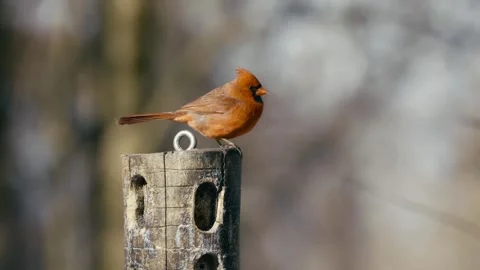 Winter animals00155354 Stock Footage 243012125