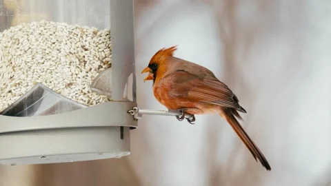 Winter animals00156540 Stock Footage 243012145