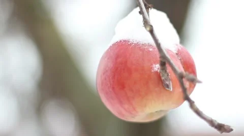 Winter Apple covered with snow Stock Footage 58809207