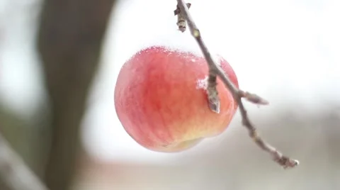 Winter Apple Stock Footage 58809191