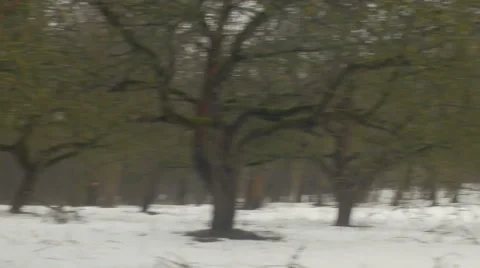 Winter apple orchard. Video stock 61147831