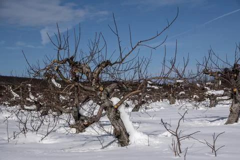 Winter at the apple orchard Stock Photos