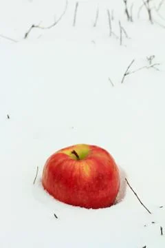 Winter Apple Stock Photos