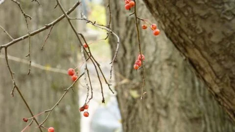 Winter apple Foto stock