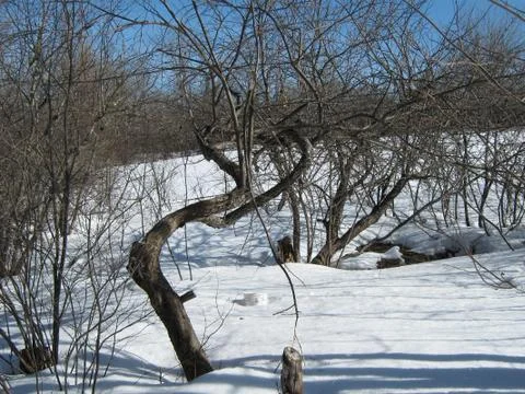 Winter apple tree 스톡 사진