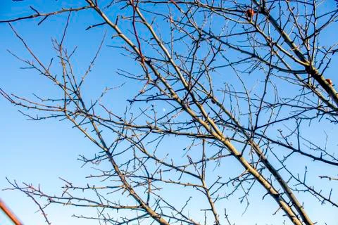 Winter apple tree Stock Photos
