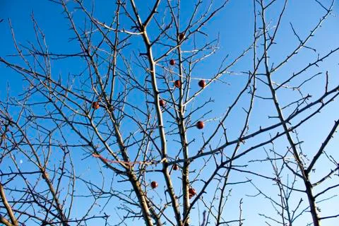 Winter apple tree Stock Photos
