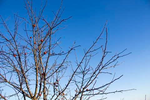 Winter apple tree Stock Photos