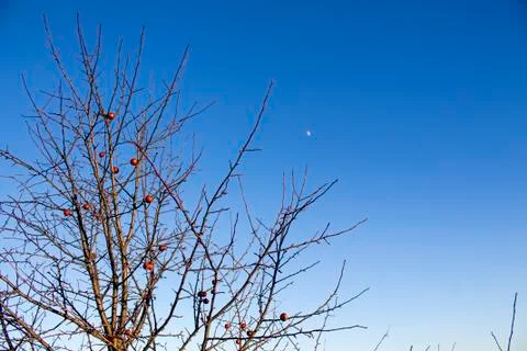 Winter apple tree Stock Photos