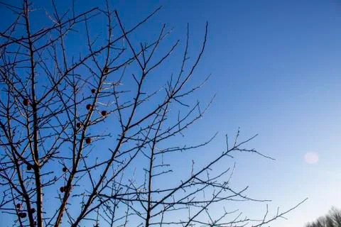 Winter apple tree Stock Photos