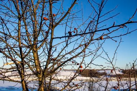 Winter apple tree Stock Photos