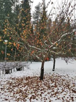 Winter Apple Tree Stock Photos