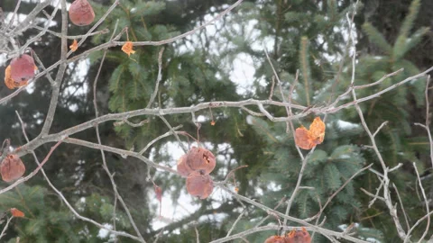 Winter apples and Spruce branches blowing in wind on Snowy day Stock Footage 271024034