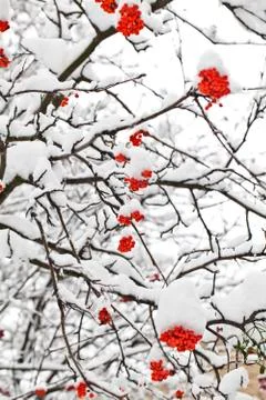 Winter ashberry branches Stock Photos