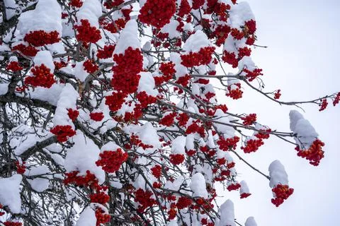 Winter ashberry under the snow. Groups of bright red berries, mountain ash. Stock Photos