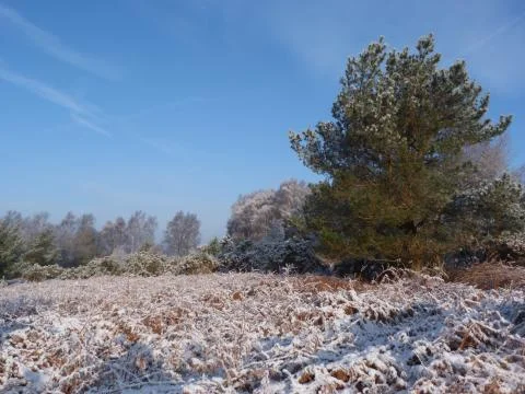 Winter in the ashdown forest Stock Photos