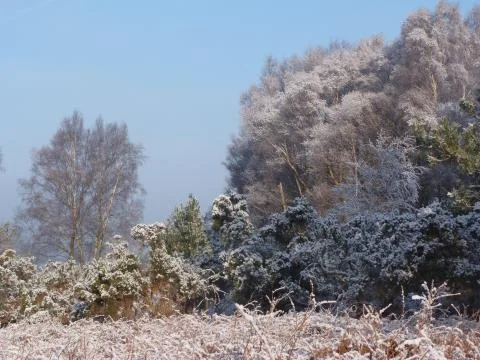 Winter in the ashdown forest Stock Photos