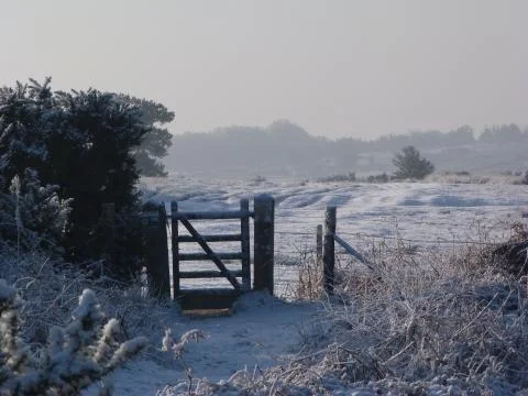 Winter in the ashdown forest Stock Photos