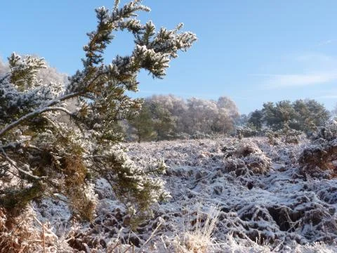 Winter in the ashdown forest Stock Photos