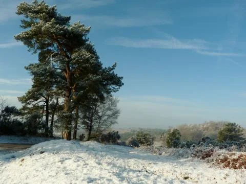 Winter in the ashdown forest Stock Photos