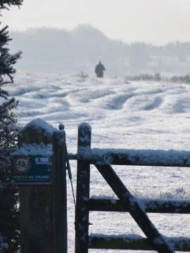 Winter in the ashdown forest Stock Photos