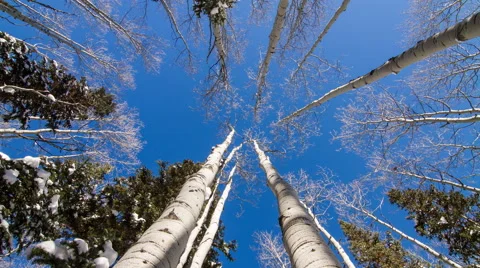 Winter Aspen Moving Timelapse  Vídeo Stock 67839333