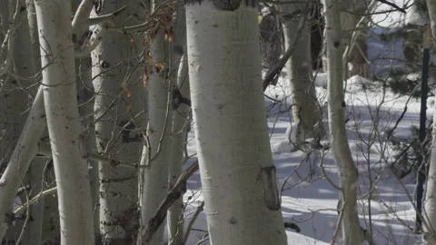 Winter Aspen Slow Pan Stock Footage 144121685
