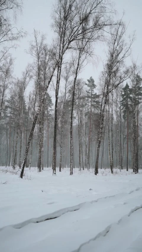 A winter atmosphere in the park with snow and frost. Silence, relaxation Stock Footage 325859778
