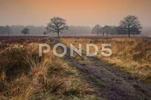 Winter autumn fall foggy landscape of forest and avenue of trees Stock Photos