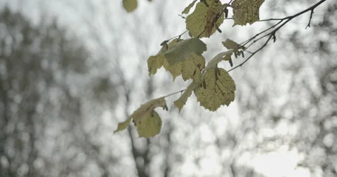 Winter B Roll leaves Stock Footage 149441884