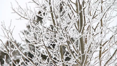 Winter Background 4111 Stock Footage 1091632