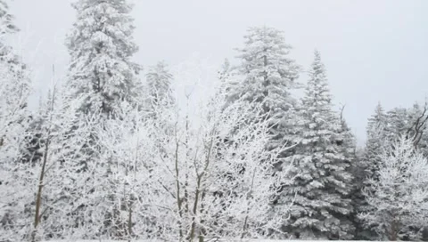 Winter Background  4141 Stock Footage 1094780