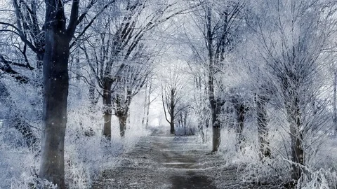 Winter background and falling snow loop Video stock 77713664