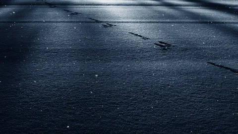 Winter Background And Falling Snow Vídeo Stock 98528843