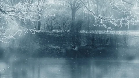 Winter Background And Falling Snow Vídeo Stock 98727800