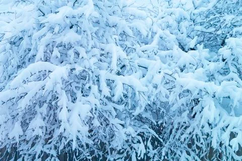 Winter background with branch tree Stock Photos