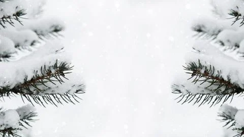 Winter background. Branches of trees in the snow close-up. Snowfall, snowflakes. Stock Photos