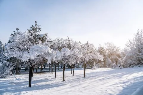 Winter background, close up of frosted pine branch on a snowing day Stock Photos