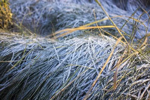 Winter background, dry grass covered with frost in winter Stock Photos
