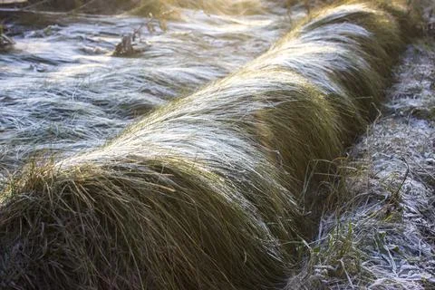 Winter background, dry grass covered with frost in winter Stock Photos